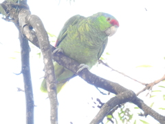 Amazona finschi × viridigenalis