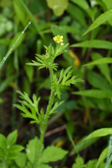 Ranunculus chinensis