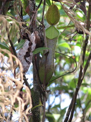 Nepenthes tentaculata