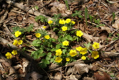 Ranunculus franchetii