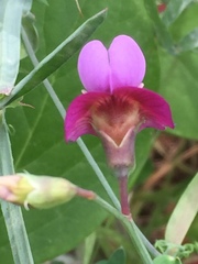 Lathyrus clymenum