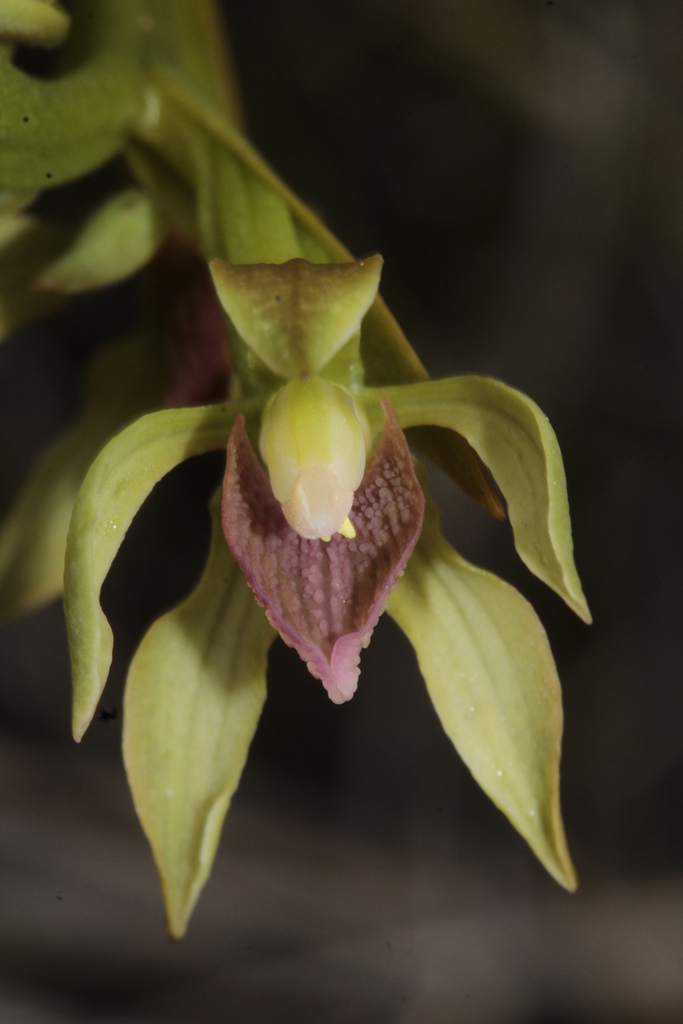 Megastylis latilabris