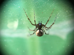 Arachnida
