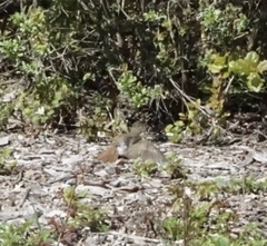 Empidonax difficilis