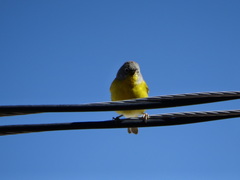Leiothlypis ruficapilla