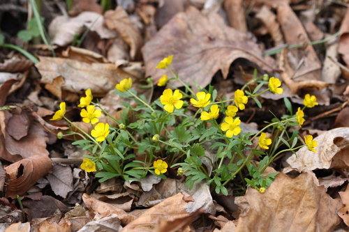 Ranunculus franchetii iNat (1)