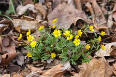 Ranunculus franchetii
