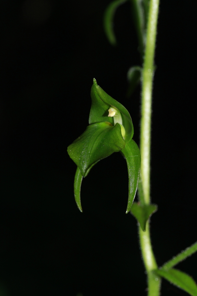 Pterostylidinae