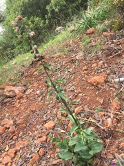 Epipactis helleborine tremolsii