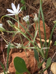 Ornithogalum orthophyllum