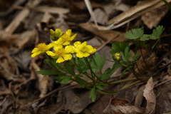 Ranunculus franchetii