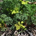 Pungent Desert Parsley - Photo (c) Mart Hughes, some rights reserved (CC BY-NC), uploaded by Mart Hughes