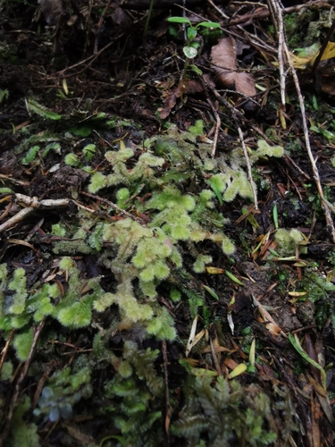 Image of Leiomitra lanata by no rights reserved