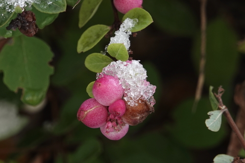 Symphoricarpos X chenaultii