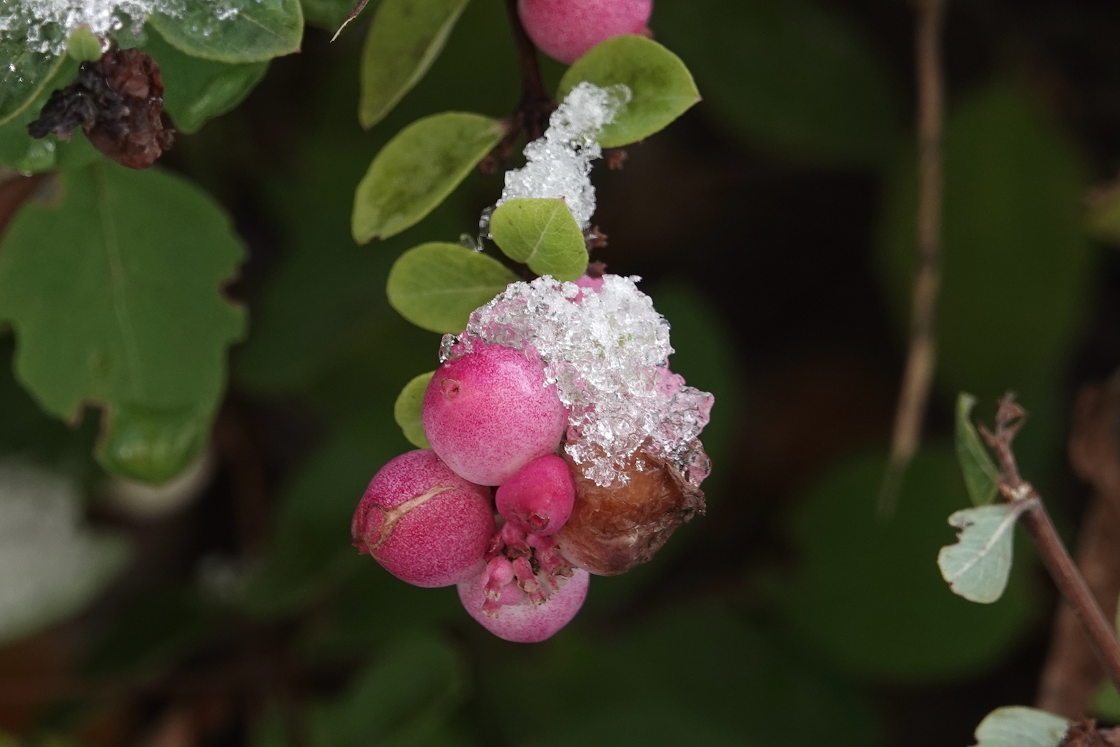 Symphoricarpos X chenaultii