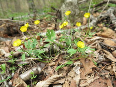 Ranunculus franchetii