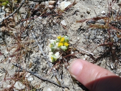 Eriophyllum pringlei