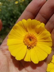 Leptosyne calliopsidea