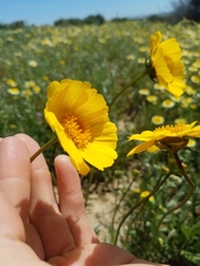 Leptosyne calliopsidea