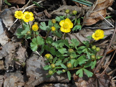 Ranunculus franchetii