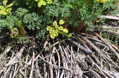 Lomatium papilioniferum