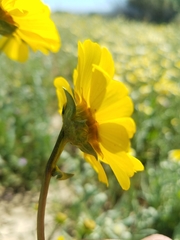 Leptosyne calliopsidea