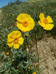 Leptosyne calliopsidea