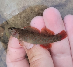 Coppercheek Darter photo 2