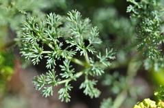 Lomatium papilioniferum