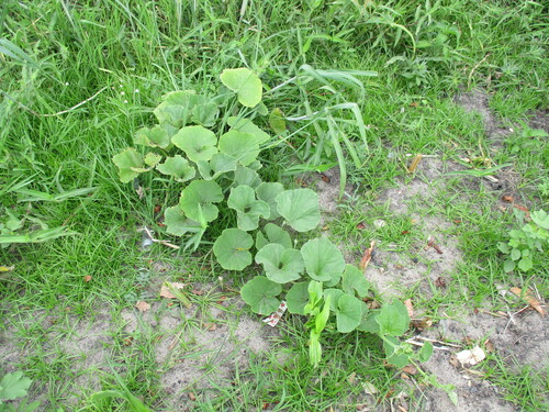 Image of Lagenaria siceraria by no rights reserved