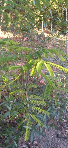 Albizia guillainii observed 2023-11-26