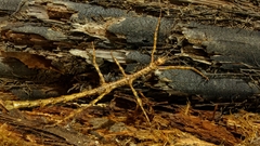 Acanthoxyla geisovii