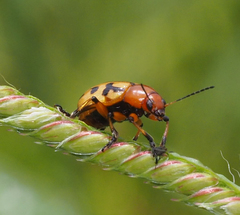 Rhyparida didyma