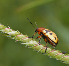 Rhyparida didyma
