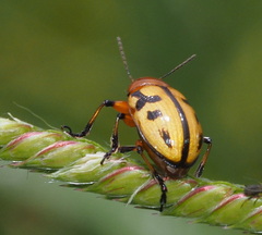 Rhyparida didyma