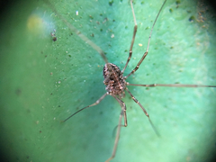Opiliones