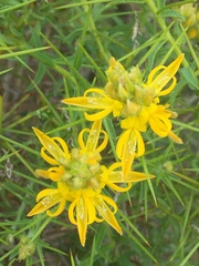 Genista hirsuta
