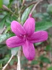 Pseuderanthemum laxiflorum