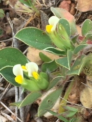 Tripodion tetraphyllum