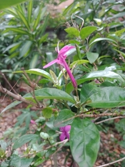 Pseuderanthemum laxiflorum