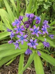 Scilla peruviana