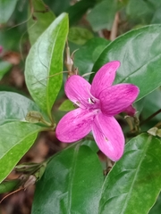 Pseuderanthemum laxiflorum