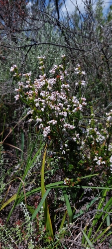 Image of Erica margaritacea by (c) Wessel Pretorius, some rights reserved (CC BY-SA)