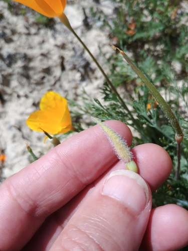 Eschscholzia lemmonii ssp. lemmonii