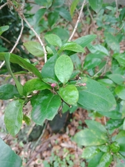Pseuderanthemum laxiflorum