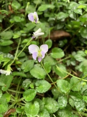Viola nagasawae