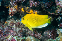 Threespot Angelfish photo 3