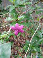 Pseuderanthemum laxiflorum