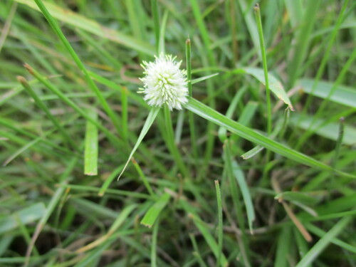 Image of Cyperus cristatus by no rights reserved