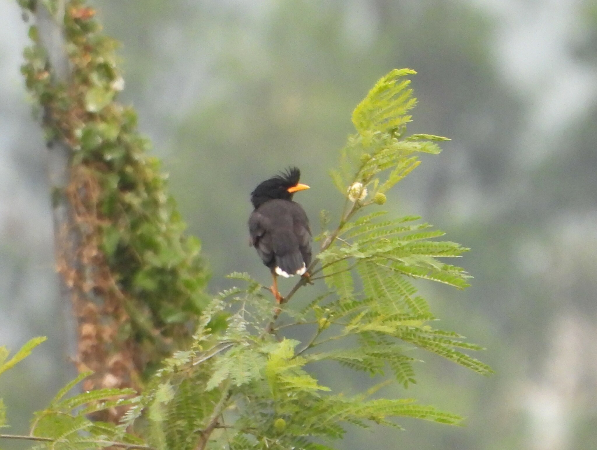 Great Myna